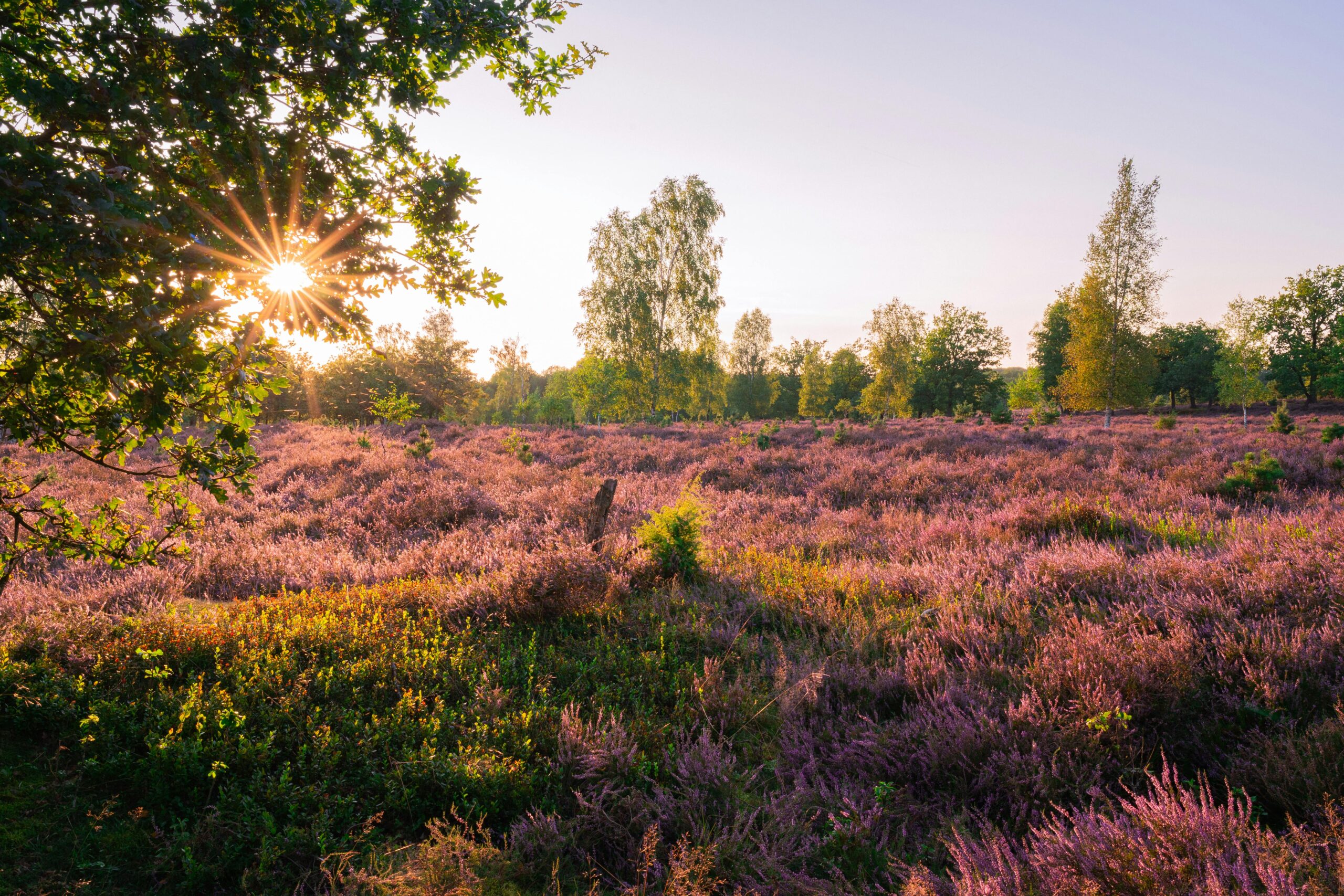 Fotolocation Lüneburger Heide